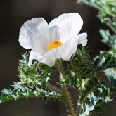 Prickly Poppy